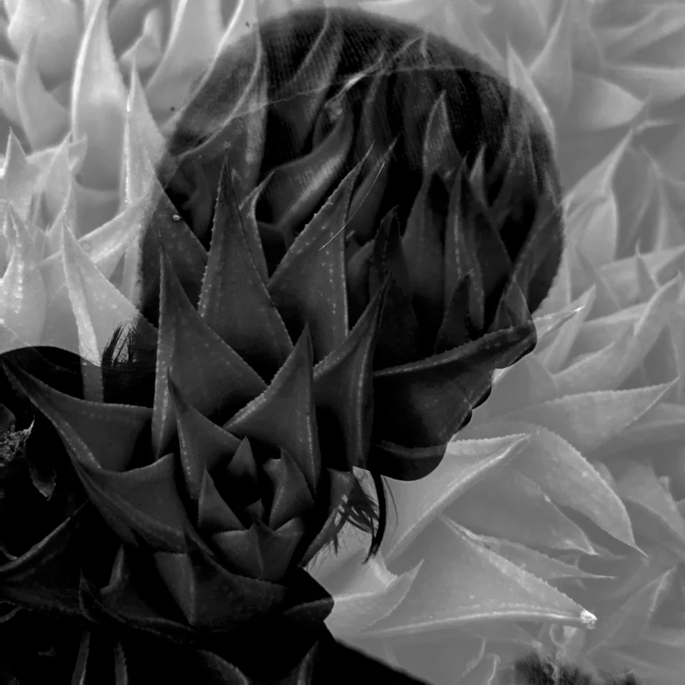 Overlapping leaves and petals in black and white.